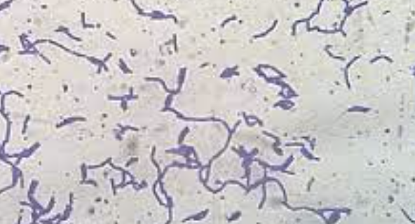 Lactobacillus Plantarum